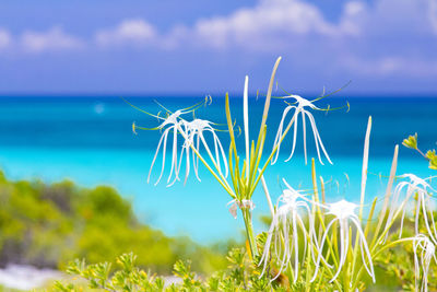 Close-up of grass against sea