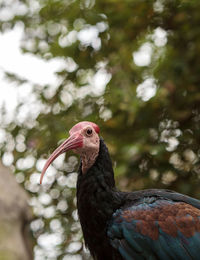 Close-up of bird perching outdoors