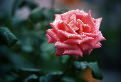 Close-up of red rose