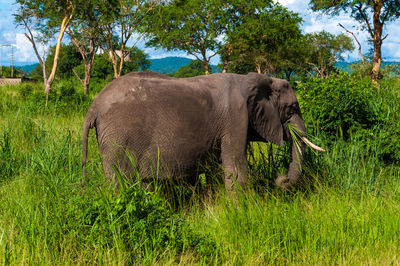 An african elephant grazing in mikumi national park