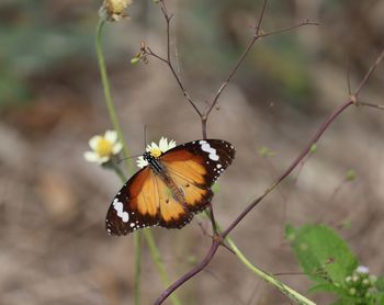 Close-up of butterfly pollinating on flower