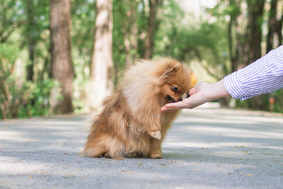 Feeding dog by owner's hand. pomeranian spitz dog on a walk in summertime.