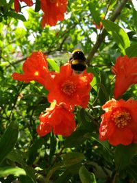 Close-up of orange flowers blooming outdoors