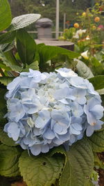 Close-up of white flowers blooming outdoors