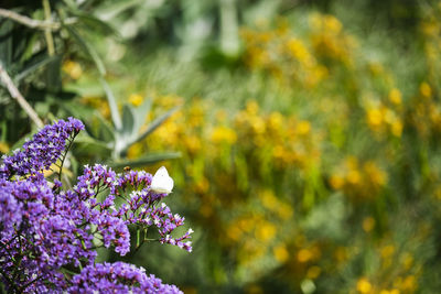 Close-up of purple flowering plant in field