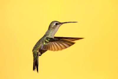 Close-up of bird flying against yellow background