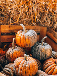 Close-up of pumpkins