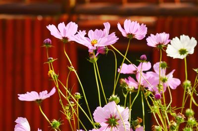 Close-up of flowers blooming outdoors