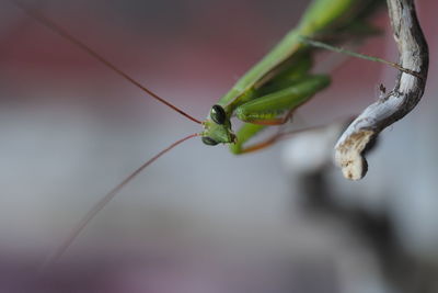 Close-up of grasshopper