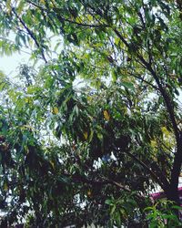 Low angle view of trees in forest