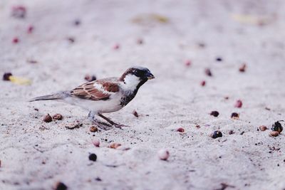 Close-up of a bird on sand