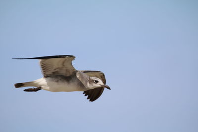 Low angle view of seagull flying against clear sky