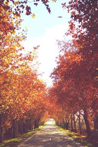 Empty road with trees in background