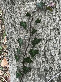 Full frame shot of tree