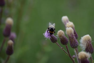 Close-up of bee pollinating on purple flower