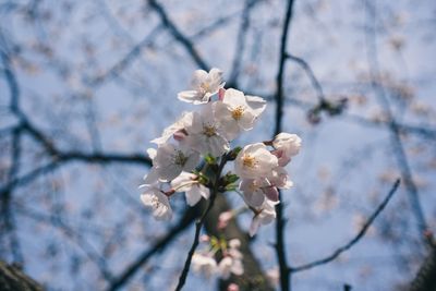 Low angle view of cherry blossoms in spring