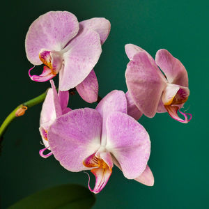 Close-up of pink orchids