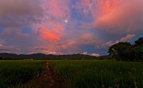 Scenic view of field against sky during sunset