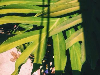 Plants growing on a tree