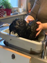 Wet dog in bath