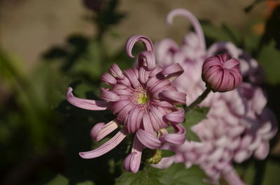 Close-up of pink flowering plant