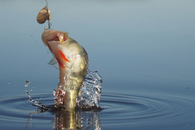 Close-up of fish in water