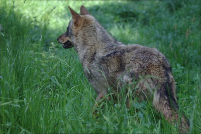 Dog standing on grassy field