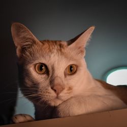 Close-up portrait of cat