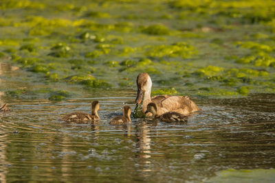 Ducks in a lake