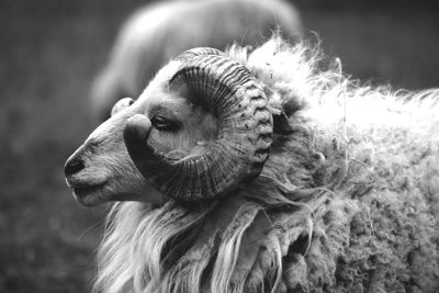 Side view of sheep on field