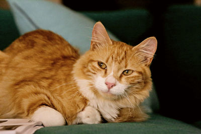 Close-up portrait of a cat