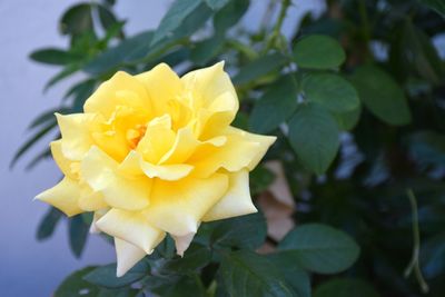 Close-up of yellow flower blooming outdoors