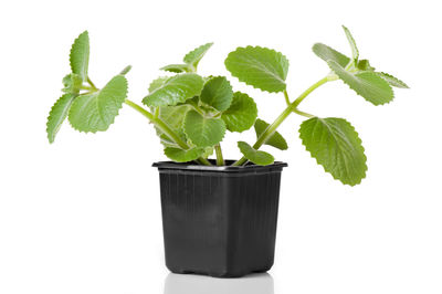 Close-up of leaves in pot