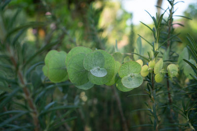 Eucalyptus or silver dollar leaves on rosemary fragrant herb garden, woody perennial plant