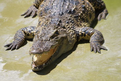 Crocodies in a lake