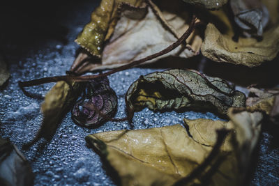 Close-up of leaves