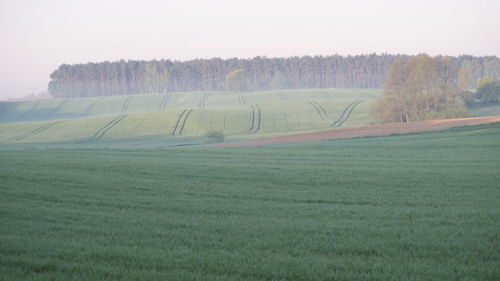 Scenic view of agricultural field against clear sky