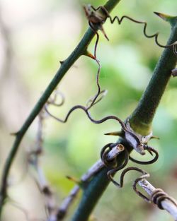 Close-up of plant against blurred background