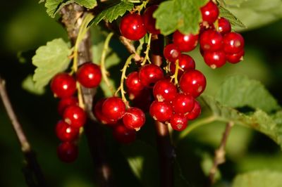 Close-up of red berries growing on tree