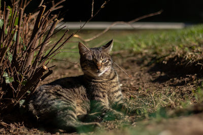 Cat relaxing on field