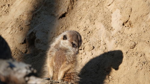 Meerkat looking away