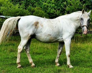 Horse standing in field