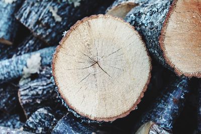 Close-up of logs on tree stump