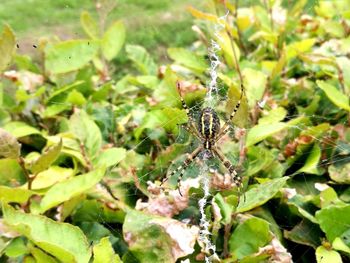 Close-up of spider on web