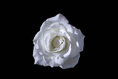 Close-up of white rose against black background