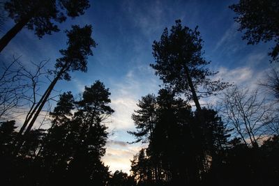 Low angle view of silhouette trees against sky