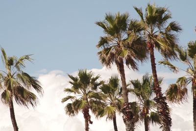 Low angle view of palm trees against clear sky