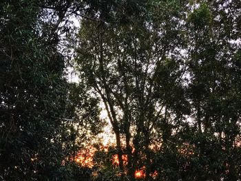 Low angle view of silhouette trees in forest against sky