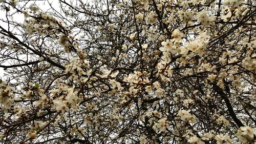 Low angle view of tree against sky