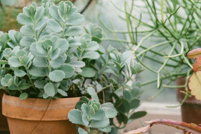 Close-up of potted plant